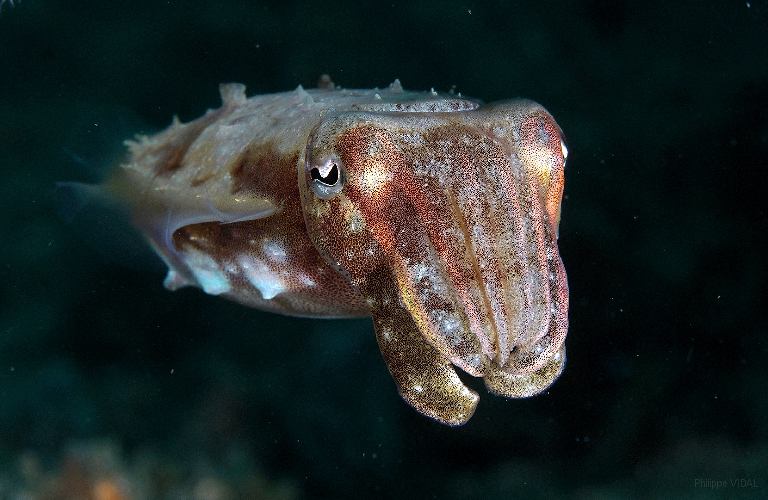 Banda Sea 2018 - DSC05522_rc - Broadclub cuttlefish juv. - Seiche - Sepia latimanus.jpg